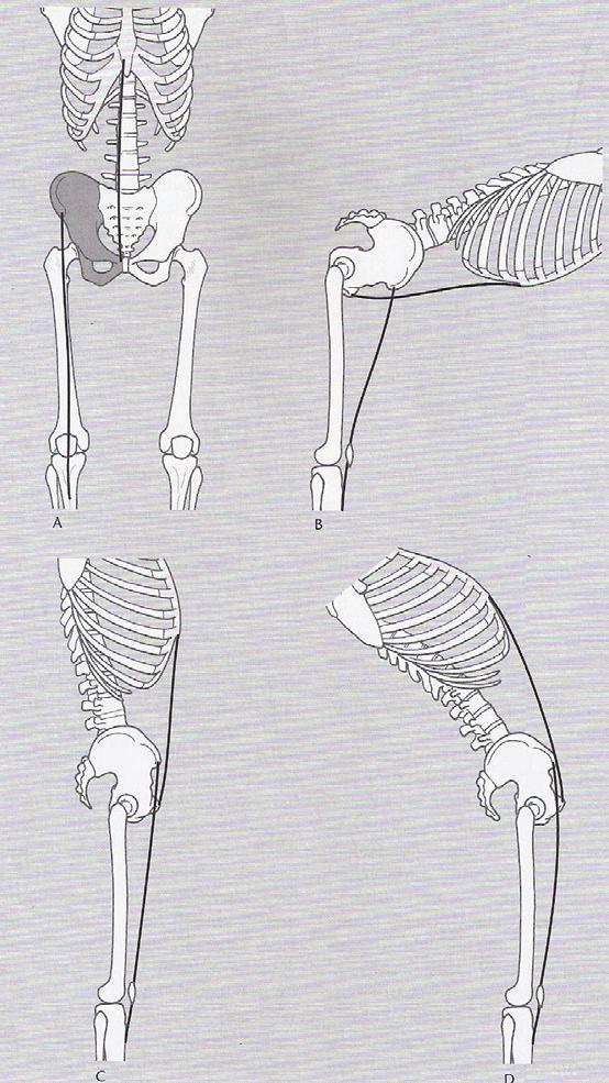 D ie oberflächliche F rontallinie Abb.: 20 A Der M. rectus femoris und der M. rectus abdominis sind beidseits über den Hüftknochen indirekt miteinander verbunden.