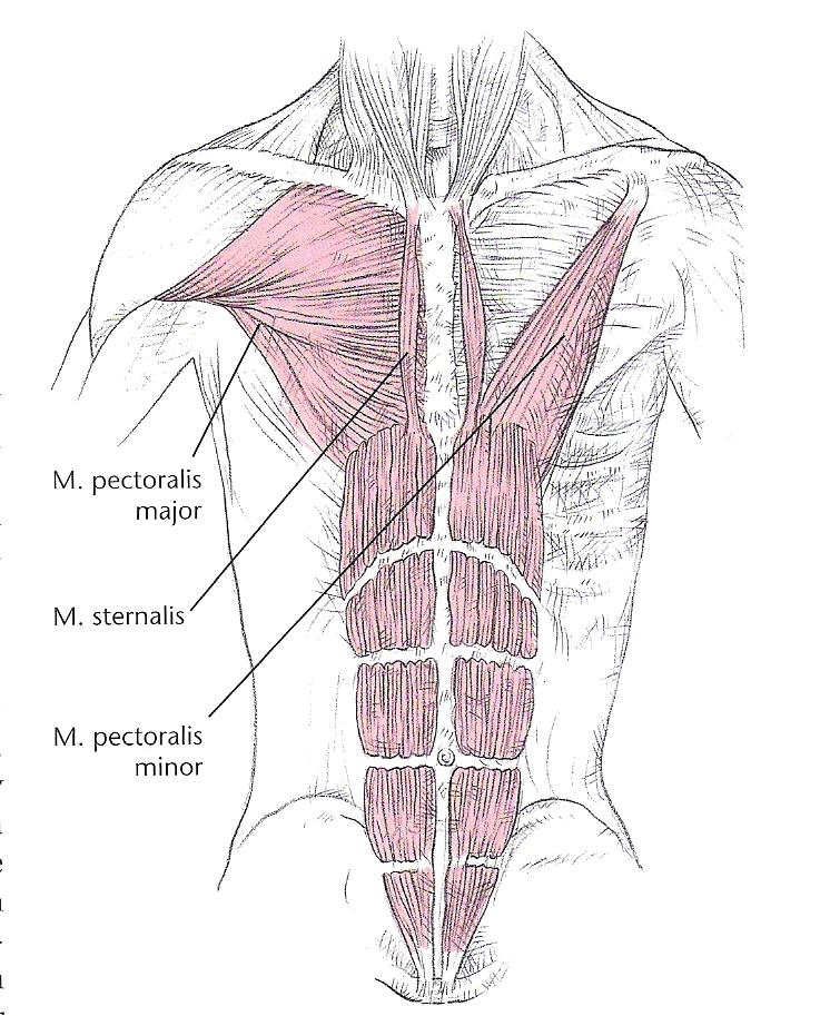 sartorius verläuft in einer Kurve von der Innenseite des Oberschenkels zur Spina iliaca anterior superior (SIAS).