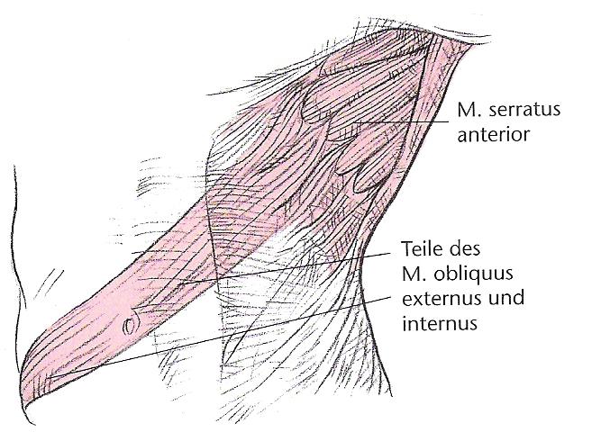 serratus posterior superior (B) verlaufen, der unter den Mm.