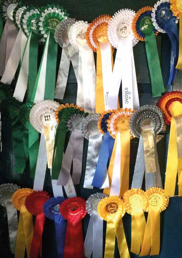 Regionsmeisterschaften 5. 6. Mai 2018 Bei unseren Regionsmeisterschaften kämpfen die Dressur- und Springreiter mit ihrem Partner Pferd oder Pony um den Meistertitel und die vorderen Plätze.