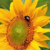 Hintemann, LTZ Bienenschutz auf allen Ebenen verankert Zum effektiven Bienenschutz gehören die Einhaltung der gesetzlichen Regelungen, das Zulassungsverfahren und der Austausch zwischen Imkerei und