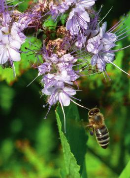 Pflanzen- und Tierproduktion An Pflanzen, die von Bienen angeflogen werden (z.b. bei vorhandenem Honigtau) Wenn blühende Pflanzen mitgetroffen werden können (Unkräuter!