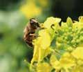 Die Honigbiene Unverzichtbarer Bestäuber für Mensch und Natur Honigbienen zählen zu den wichtigsten Nutzinsekten auf der Erde.