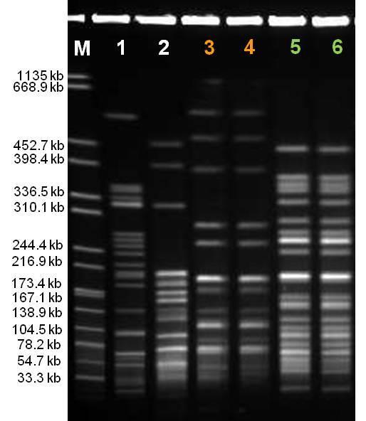 MRE/MRGN Verbreitungsstrategien Verbreitung der Resistenzgene durch Horizontalen Gentransfer (HGT) A B Ausbreitung von Resistenz- Plasmiden zwischen verschiedenen Spezies A Donor B Rezipient Lage der