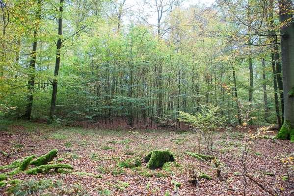 Laubacher Wald - Birken (Wallenberg) Während der GDE wurde Dicranum viride an 2 Buchen gefunden.