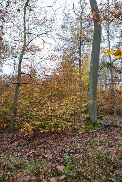 Laubacher Wald - Hubberg, Nordwesthang Während der GDE wurden hier 2 Bäume mit Dicranum viride gefunden. Stark aufgelichteter Bestand mit ca. 5 m hohem Jungwuchs.