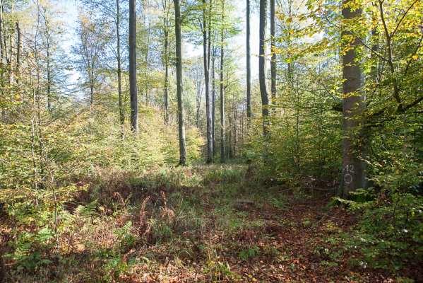 Laubacher Wald - Silbachtal Während der GDE wurde Dicranum viride an 2 Buchen gefunden, die nicht mehr wiedergefunden wurden. Stark aufgelichtet mit ca. 5m hohem Jungwuchs.
