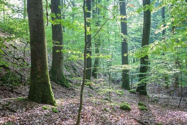 Der Bereich mit den Trägerbäumen Ruine Jossa östlich Alsbach (TK 6217/4) Der Baum ist nicht mehr besiedelt, auch an den Bäumen in der Umgebung ist kein Dicranum viride vorhanden.