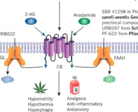 die Entwicklung funktioneller Cannabinoid Agonisten (sog. FAAH Blocker) 35 Modulation von Cannabinoid Rezeptoren: Fluch & Segen? die Entwicklung funktioneller Cannabinoid Agonisten (sog.