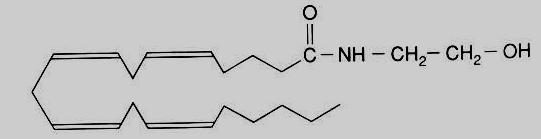 1988 / 1990 CB1 / CB2 Rezeptor kloniert Seit 1992 mehrere endogene Liganden charakterisiert: Anandamid und 2-Arachnidoylglyzerol (2-AG) Partial-Agonisten des CB1 & CB2 Rezeptors Immer noch offene