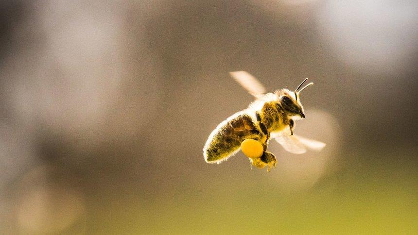Ursachen für das Insektensterben: Insektizide (Neonicotinoide) als Bedrohung für die Bienen Diese Nervengifte töten oder lähmen auch Nützlinge wie v. a. unsere Bienen.
