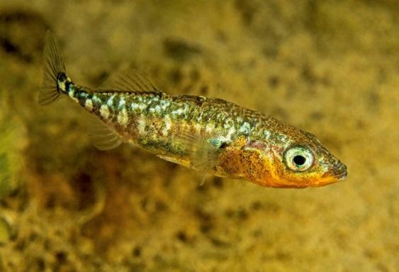 Fisch des Jahres 2018 Dreistachliger Stichling: Winziger Fisch mit großer Bedeutung (Gasterosteus aculeatus) Der Dreistachlige Stichling ist Fisch des Jahres 2018.