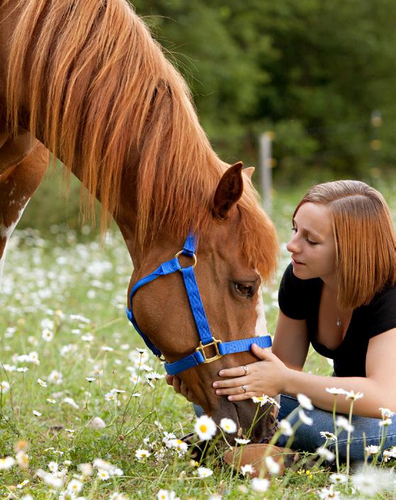 Was SIE tun können, damit Ihr Pferd STARKE HUFE aufbauen kann. Die beste Ernährung für Pferde enthält eine große Vielfalt an Nährstoffen.