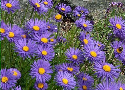 VI-VII Pulsatilla vulgaris