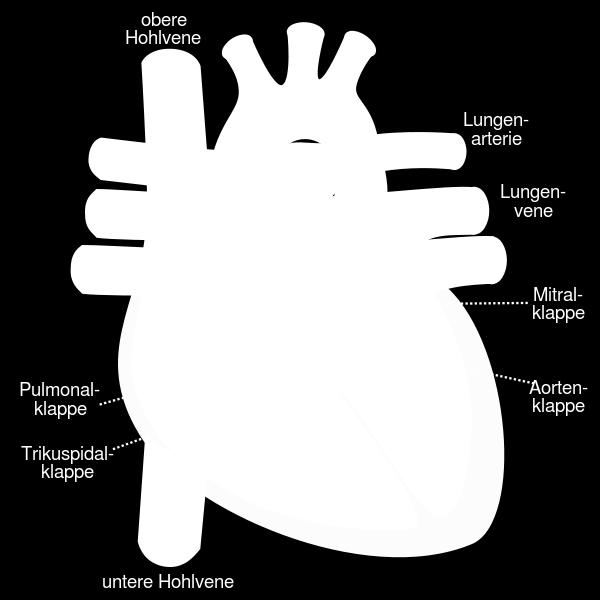 Das Herz Das Herz des Menschen ist ein hohler Muskel. Es liegt im Brustkorb zwischen den Lungen. Seine Aufgaben ist, das Blut in alle Körperteile zu transportieren.