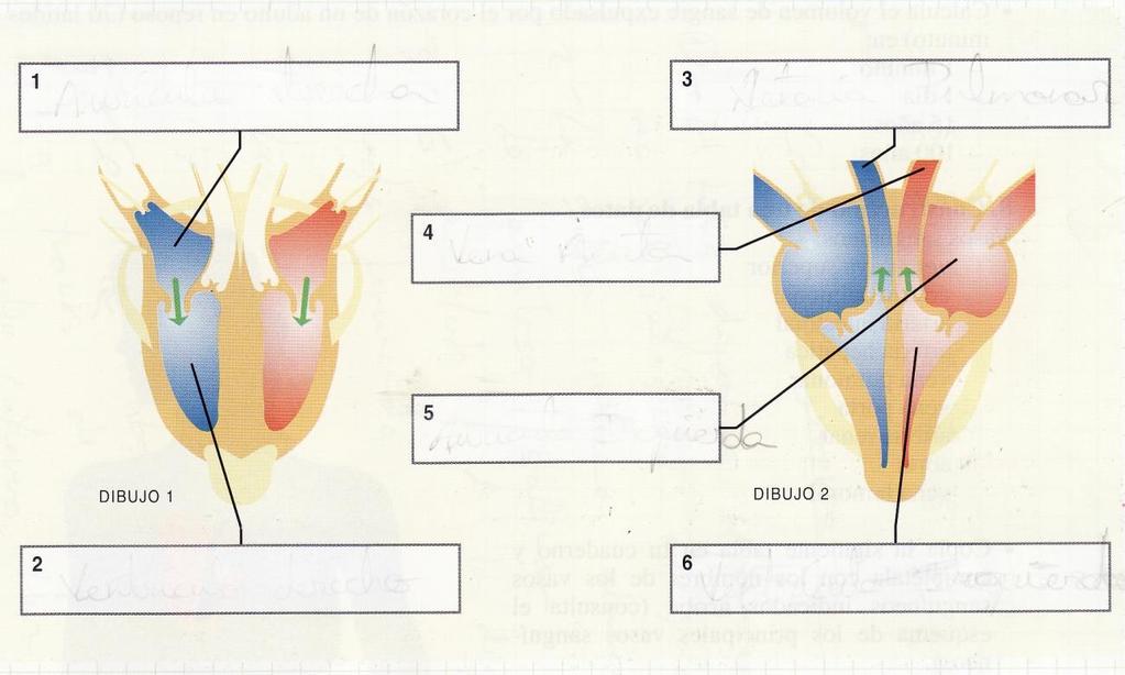 8 4. Was stellen diese Bilder dar? Beschreibe in die Kätschen die Bewegungen des Blutes im Herzen. Beispiel: 1. Das Blut fließt aus der oberen Hohlvene in den rechten Vorhof. 5.