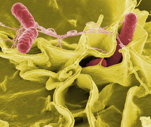 Bakterien Bakterien Einzeller, die sich durch Zellteilung vermehren Mutterzelle Salmonellen Tochterzellen viele bakterielle