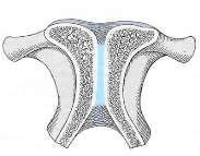 Unechte Gelenke (Synarthrosen) Verbinden 2 Knochen durch direktes Gewebe.
