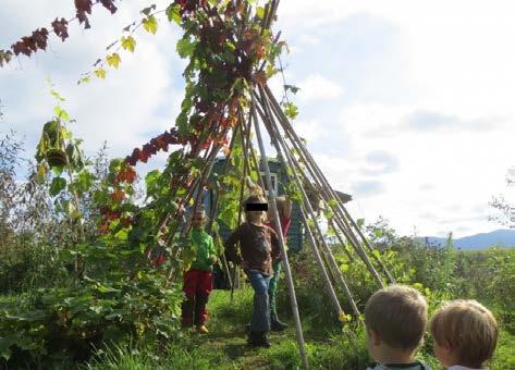 Die Stangen für das Bohnentipi sind gestellt und jedes Kind durfte eine Bohne pflanzen.
