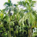Auch haben wir unseren Palmblattproduzenten nach SA8000, dem Standard für