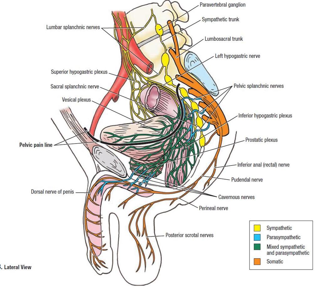 Innervation des penis Nervus cavernosus autonomer Nerv: läuft neben der Prostata, innerviert den Corpus