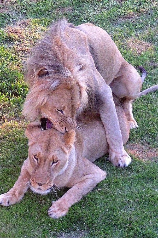 kommen auf jeden Löwen zwei oder mehr Löwinnen Warum?