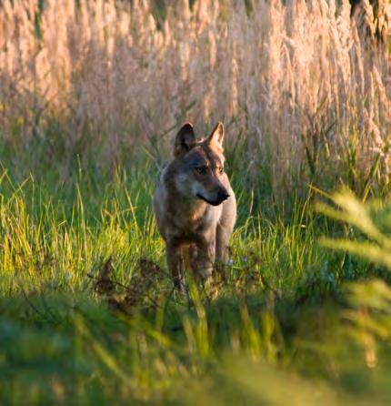 Das Naturschutzamt-Magazin 2016 5 Der Wolf ist zurück!
