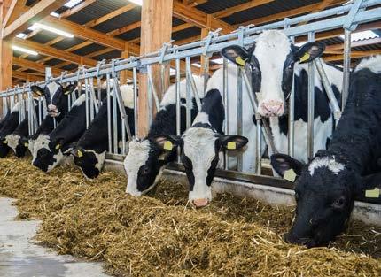 Informationen über artgerechte Haltung von Milchvieh Gentechnik und Lebensmittel Während der ökologische Landbau auf einer ganzheitlichen Betrachtung natürlicher Zusammenhänge basiert, sieht die