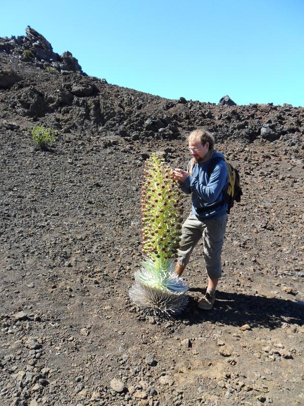 Dr. Manuel Steinbauer bei Vegetationsstudien auf dem Haleakalā (3000 m), einem Vulkan auf der Insel Maui, Hawaii.