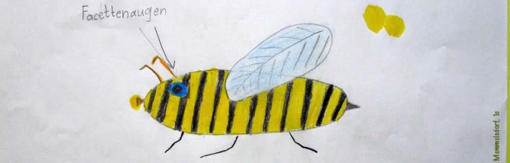 Honigbienen-Merkmale von einfach bis komplex Grundschule Kopf mit Fühlern Augen Beine Flügel Leib: Brust, Hinterleib Honigblase -> Film Stachel Mittelschule differenziertere Auflistung Mandibeln,