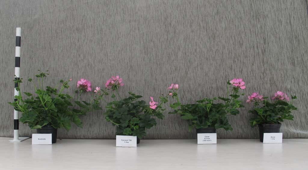 Beet- und Balkonpflanzen Pelargonium Marcada Pink Kontrolle Primo Maxx Carax