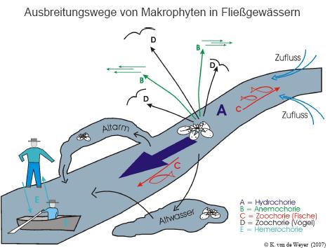 Mechanismen der Strahlwirkung am Beispiel der Makrophyten van de Weyer, 2. Workshop, 29.03.