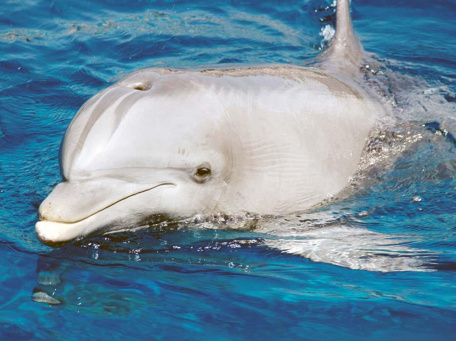 In einem Delfinarium gibt es Delfine, die Kunststücke vorführen. Oben auf dem Kopf sieht man deutlich das Blasloch. 3) Delfine leben in Gruppen Die Tiere leben in Gruppen, die Schulen genannt werden.