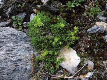 F. Nagl, B. Erschbamer a) b) c) d) Abb. 12: a) Minuartia sedoides b) Ranunculus glacialis c) Saxifraga exarata d) Androsace alpina (Foto: E.