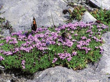 6b) und Leucanthemopsis alpina. An Kuppen und Erhebungen finden sich hingegen trockenheitsertragende Arten wie Saxifraga bryoides (Abb.