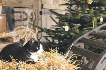 Anzeigen 29 Würzige Aromen stimmen auf das Fest ein Weihnachten, das Fest der Naschkatzen Zeit für mich.