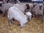 bei der Ziege Einsatz, Verträglichkeit und Wirkung Moderhinke in Schafbeständen Umfrage in D, A, CH Interesse an den Projekten?