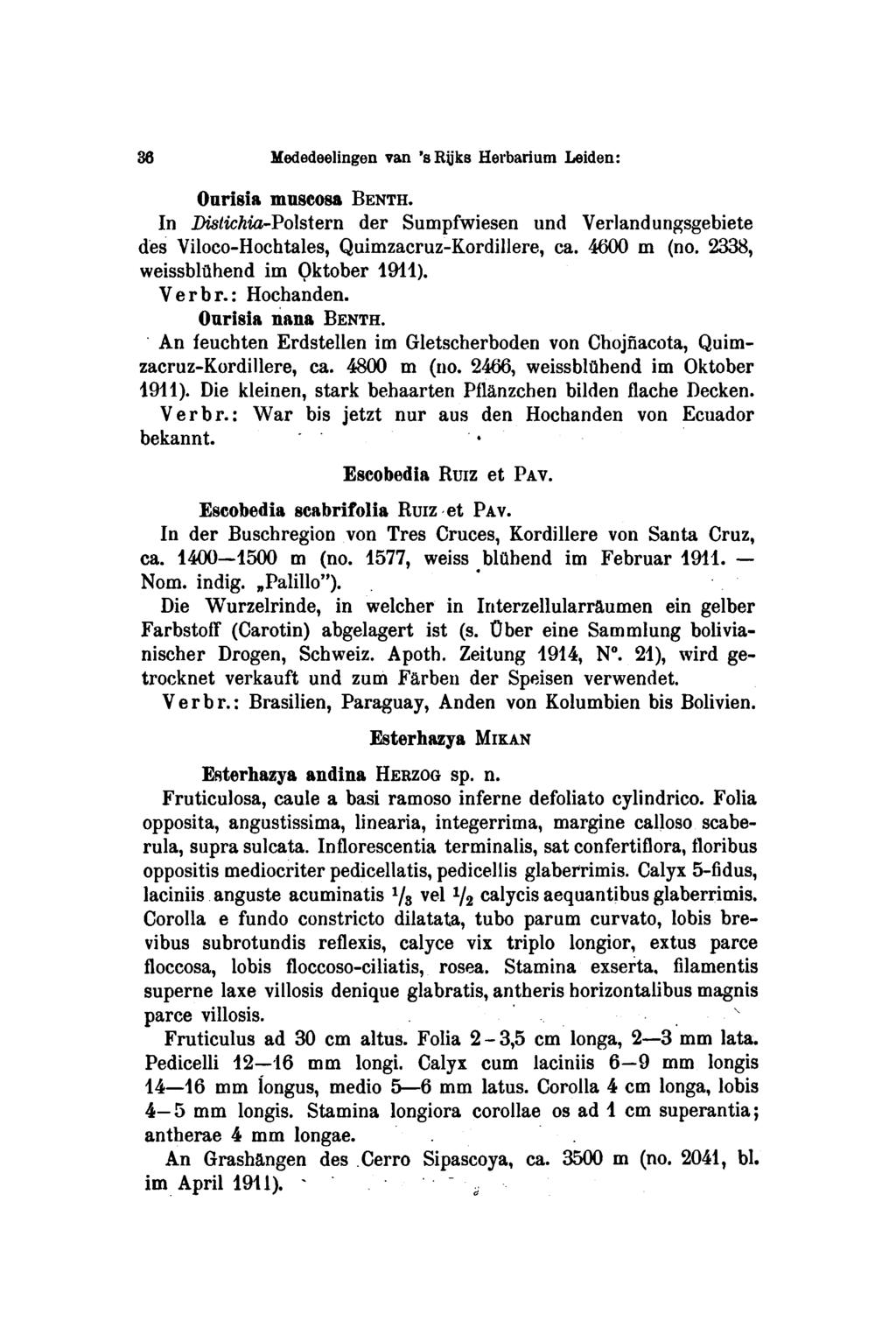 3,5 36 Mededeelingen van 'sßyks Herbarium Leiden: Onrisia muscosa BENTH. In Distichia-Polstern der Sumpfwiesen und Verlandungsgebiete des Viloco-Hochtales, Quimzacruz-Kordillere, ca. 4600 m (no.
