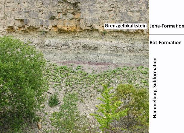 Gelbgrüne Sandsteine in Wechsellagerung mit grüngrauen Tonsteinen und Tonmergeln, die das sandig-tonige Äquivalent der Kalksteinsedimentation der Myophorienplatten Thüringens darstellen, wurden von