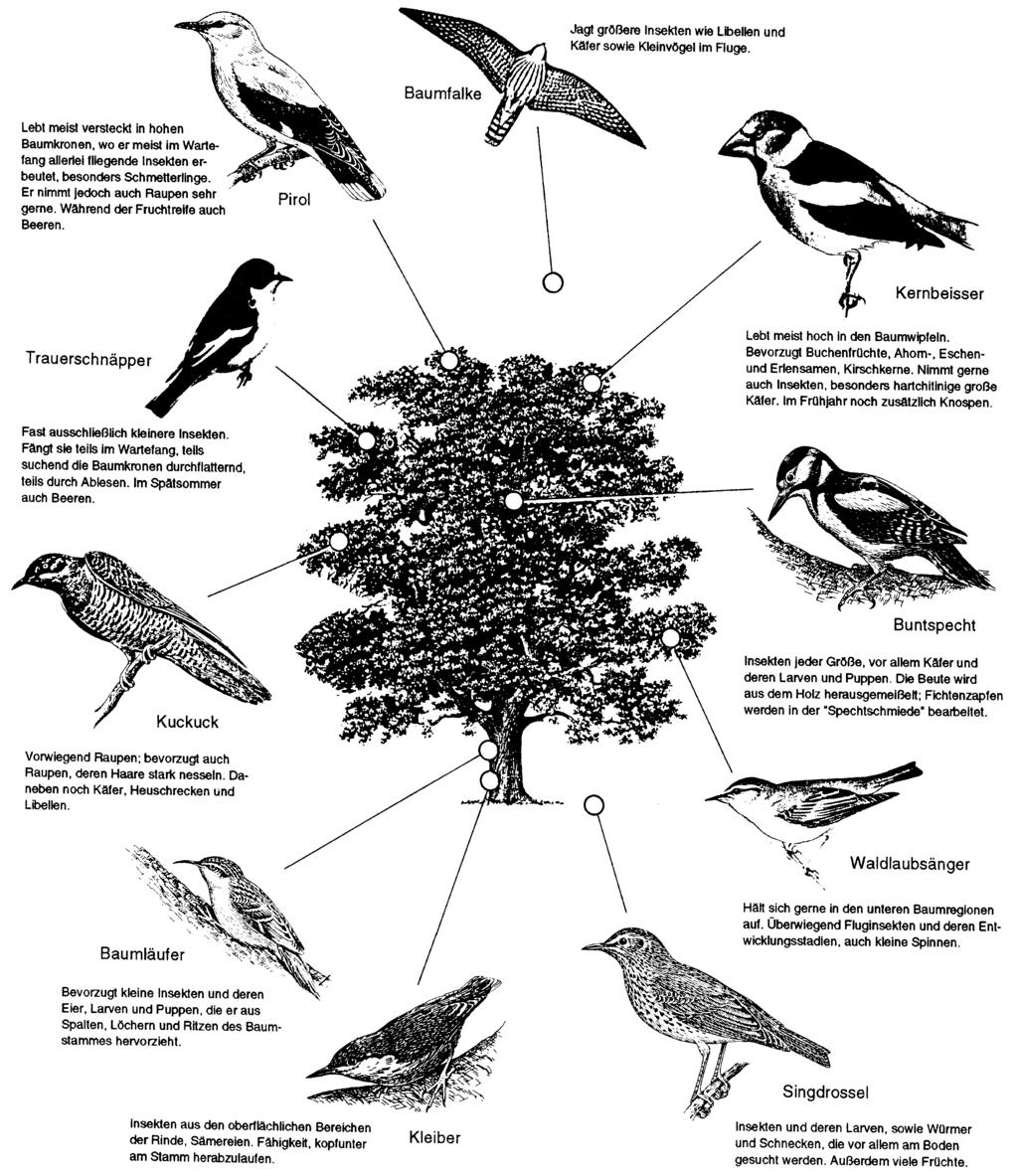 Ökologische Nischen von Vögeln des Waldes Auf die folgende Homepage hinweisen: