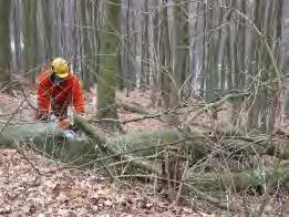 Brennholzproblematik Zurzeit jährliche Brennholzabgabe an private und gewerbliche Selbstwerber: rd. 800 Efm.