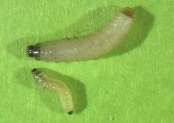 Die erwachsenen Käfer schädigen durch den Lochfrass an den jungen Blättern. Die Weibchen legen ihre Eier etwa 10 Tage nach Zuflug.