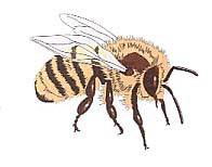 Imker-Grundkurs - 4 Bienenkrankheiten und
