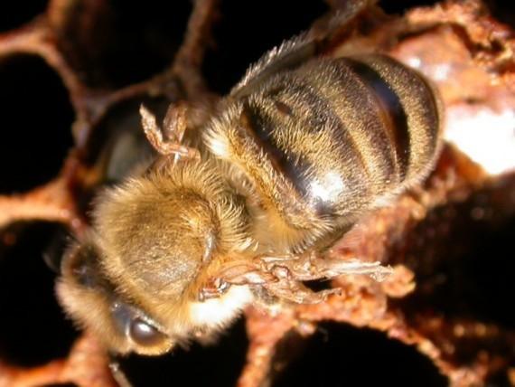 Erkrankungen der erwachsenen Biene Ruhr > stark kotende Bienen (dünnflüssige Honiglösung mit Bienentee) Nosema apis /
