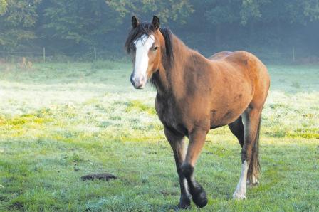8121601 Das Pferd als Spiegel Wie wir von Pferden lernen können Pferde sind sanftmütige Tiere, aber aufgrund ihrer Natur als Fluchttiere darauf angewiesen, ihre Umwelt genau zu betrachten.