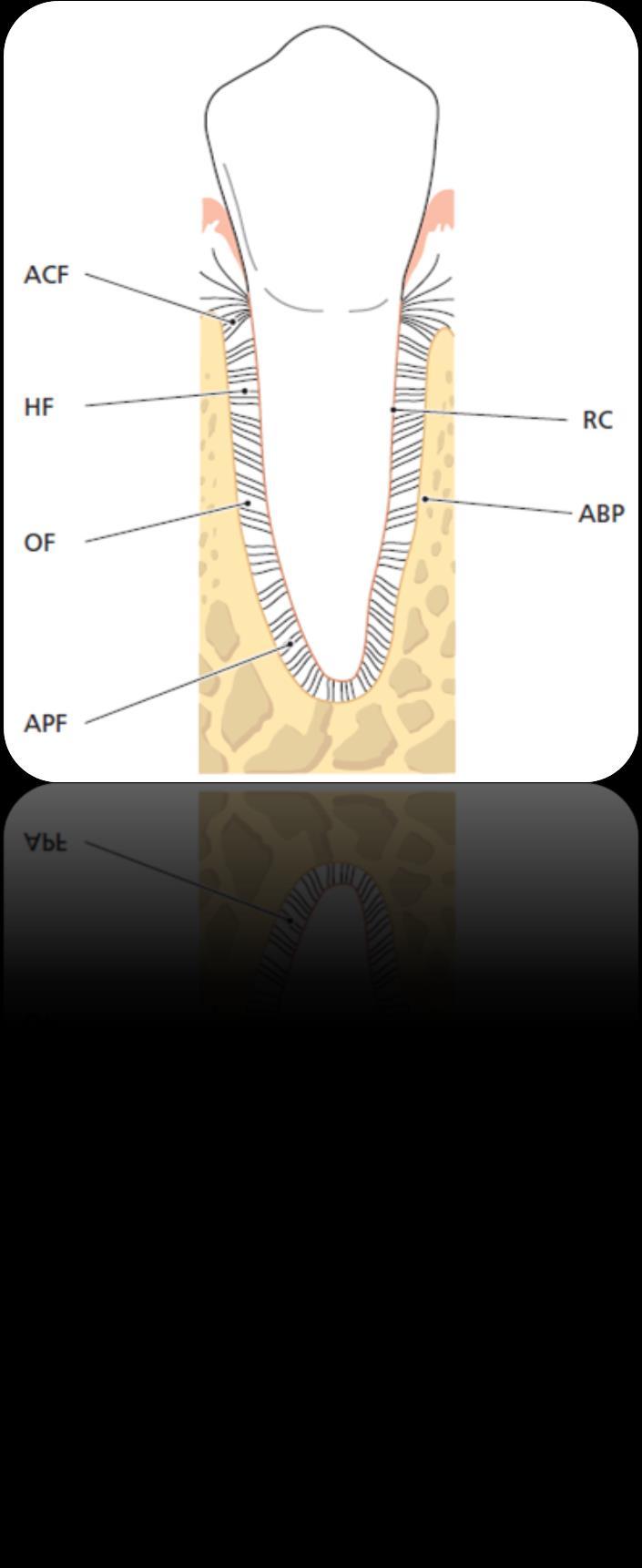 Fasersystem Alveolar crest fibers