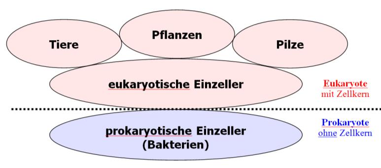 28 28 Verdauung Enzyme Verdauung Zerlegung der Nährstoffteilchen in kleinere Bestandteile, um die Aufnahme ins Blut zu ermöglichen Enzyme sind