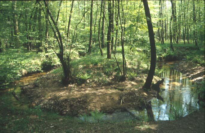 Typ 14: Sandgeprägte Tieflandbäche Verbreitung in Gewässerlandschaften und Regionen nach Briem (2003): Sander, Sandbedeckung, Grundmoräne; auch in sandigen Bereichen von Flussterrassen, Ältere