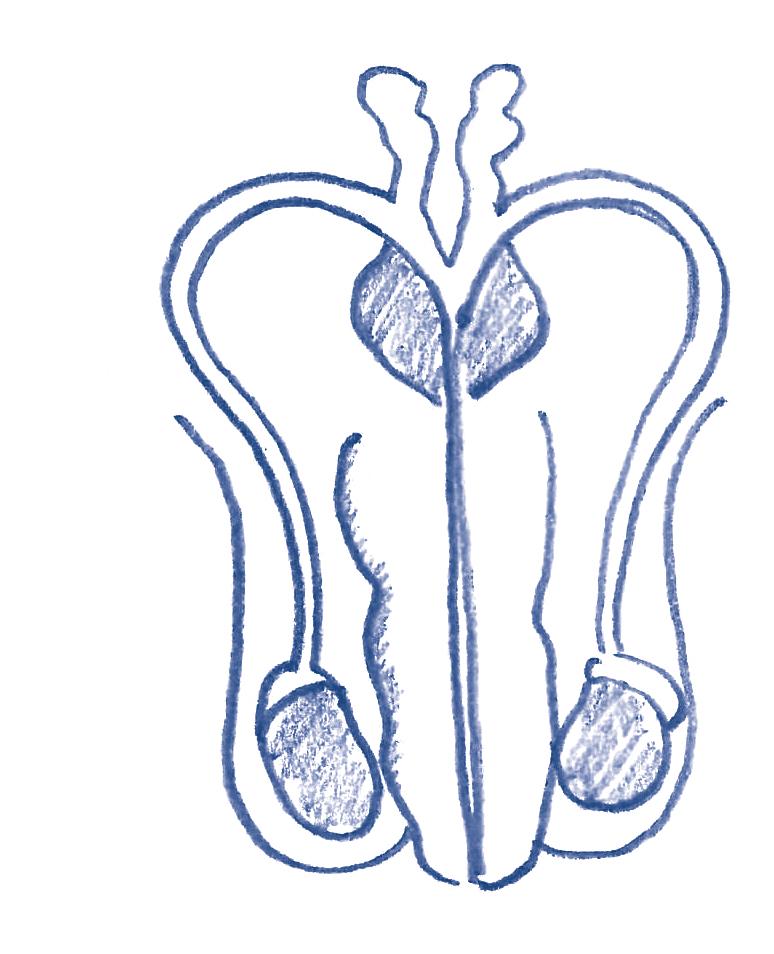 B. WUNDERBAR ANDERS - Dein Körper Auf der Rücksseite kommt der Kleber hin. Die Spitze des Gliedes wird meist von der Vorhaut geschützt. Im Hodensack des Burschen liegen zwei Hoden.