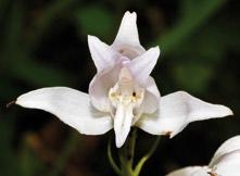 Abb. 5: Cephalanthera rubra, 28.06.2009, bei Nüsttal/Hessen, [P. Zschunke]. Cephalanthera Vereinzelt kommt es bei Cephalanthera rubra zum Anthocyanin-Verlust.